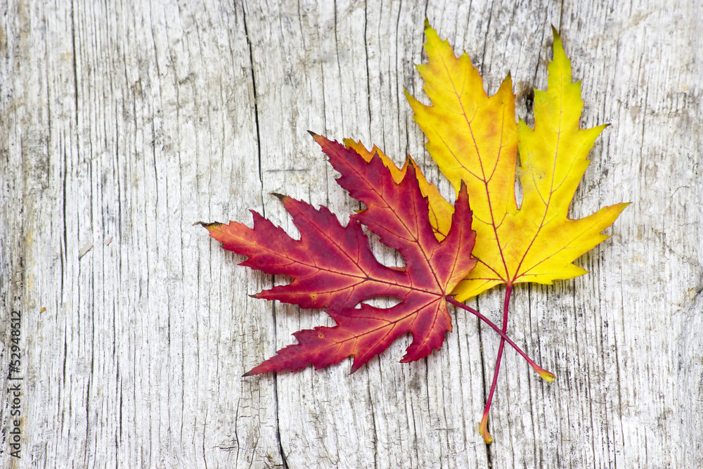maple autumn leaves on old wooden background maple autumn leaves on old wooden background