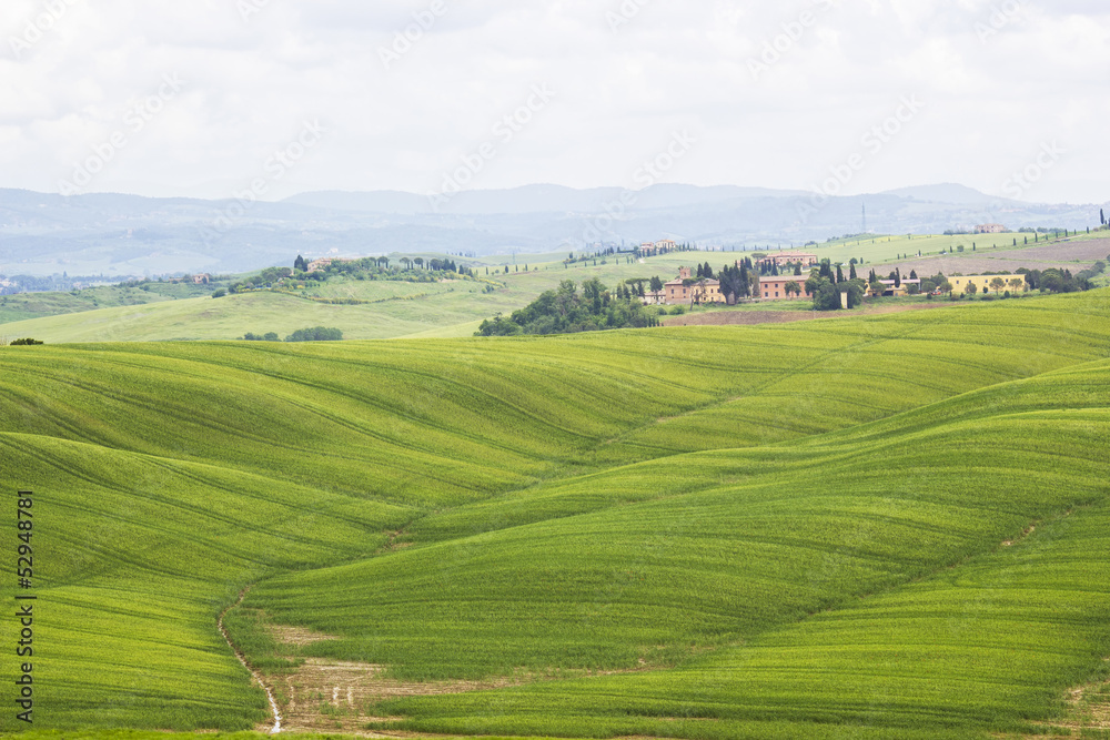 Green typical  tuscan landscape in spring time
