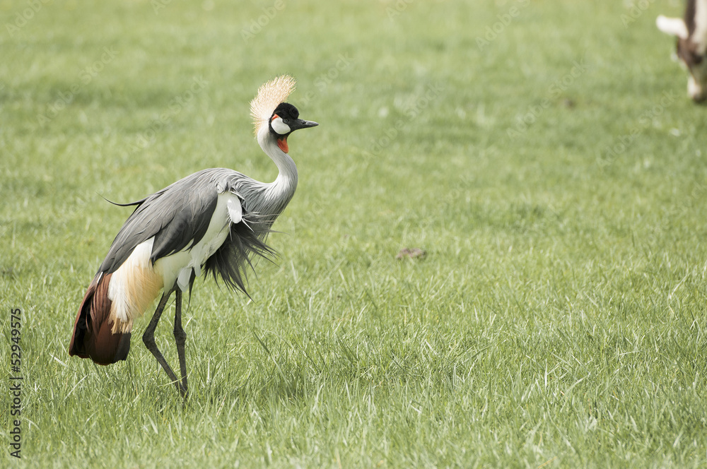 Fototapeta premium Grey Crowned Crane (Balearica regulorum)