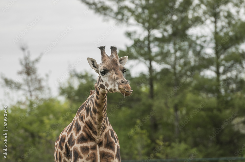 Obraz premium Giraffe (Giraffa camelopardalis)