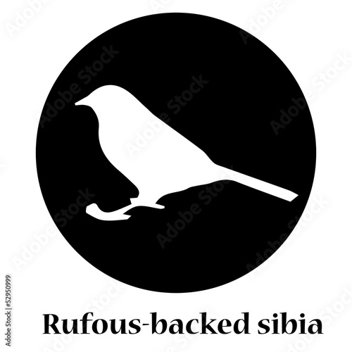 Rufous-backed sibia shadow