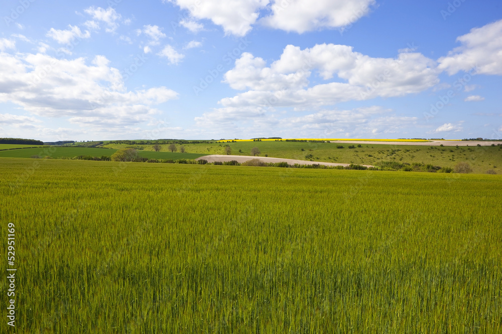 Fototapeta premium summer barley