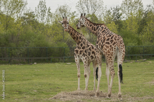 Giraffe (Giraffa camelopardalis)