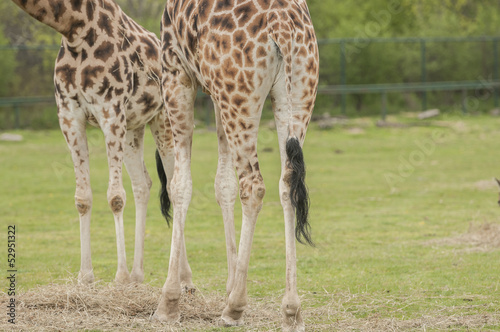 Giraffe  Giraffa camelopardalis 