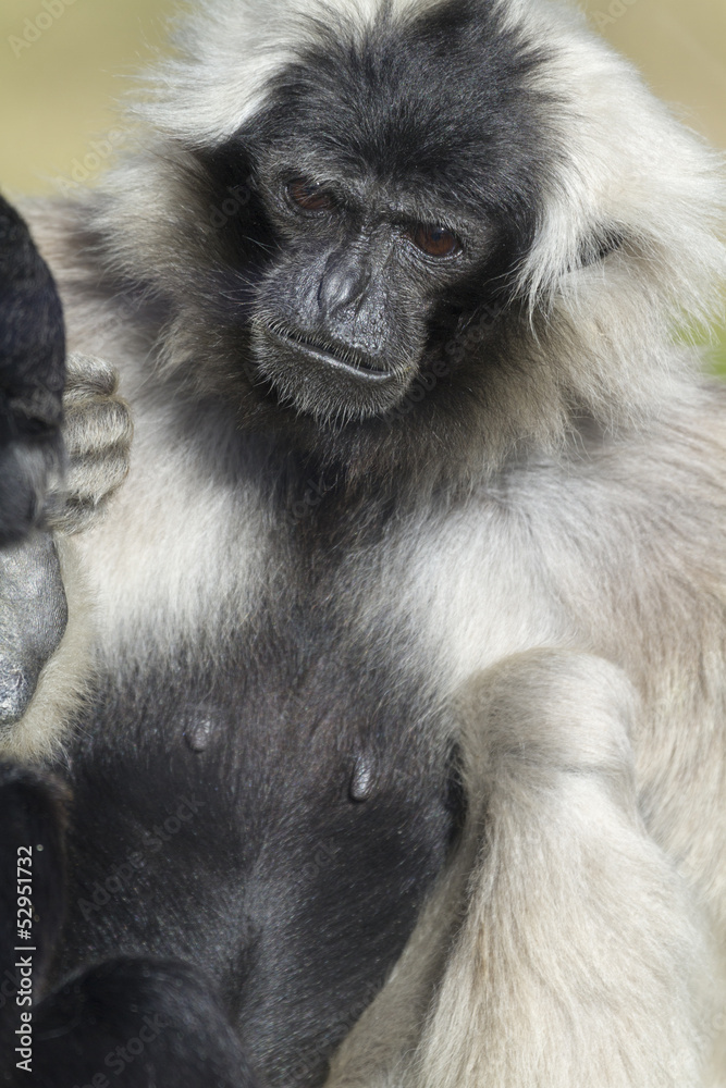 Fototapeta premium Gibbon