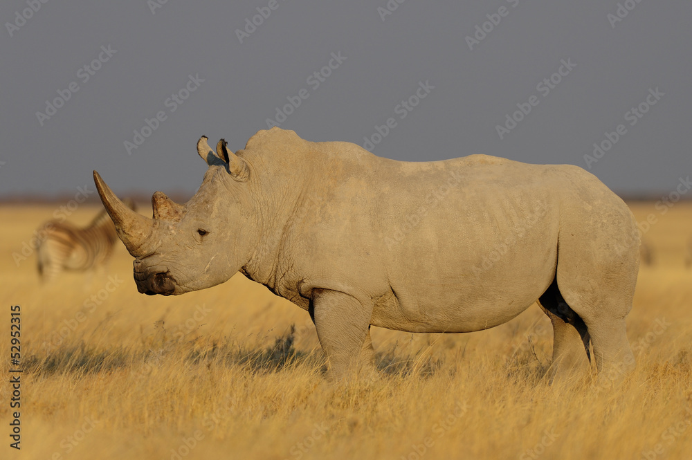 Obraz premium Breitmaulnashorn