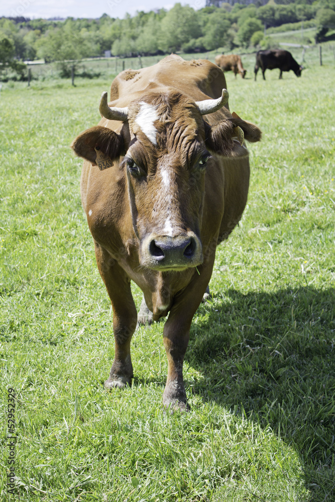Bull on meadow