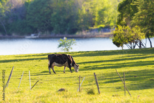 Cow grazing near water