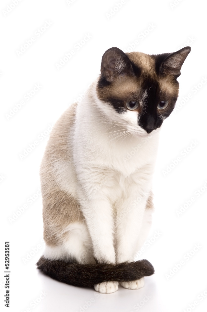 Cat isolated over white background. Animal portrait.