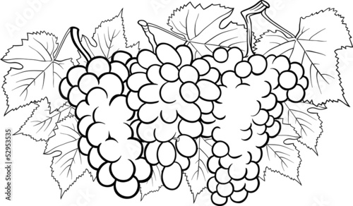 bunches of grapes illustration for coloring