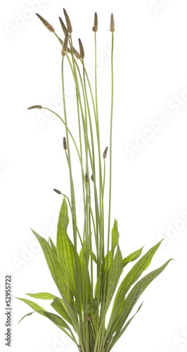 Plantago lanceolata