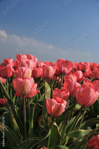 Pink tulips and a blue sky