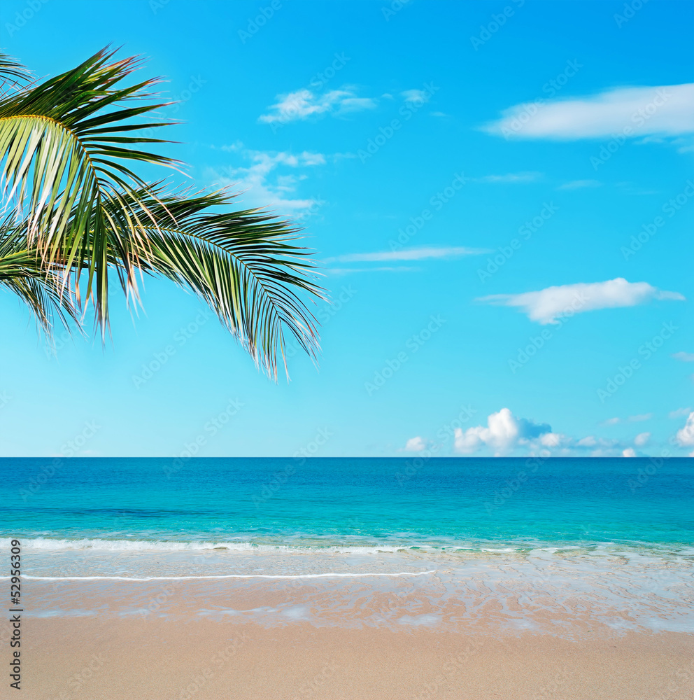 golden sand and palm tree