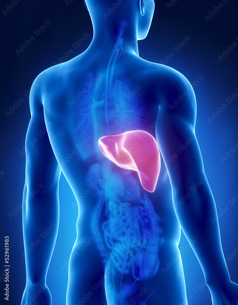 Liver male anatomy posterior x-ray view Stock Illustration | Adobe Stock