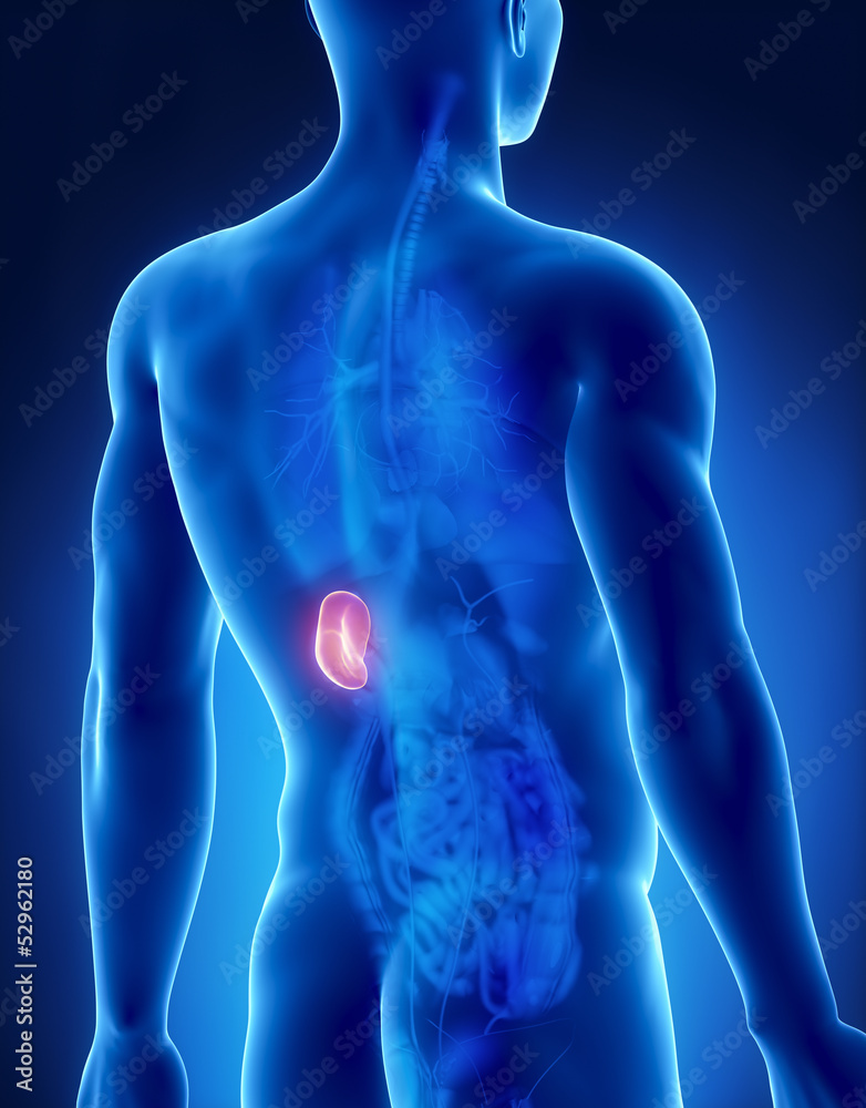 Spleen male anatomy posterior x-ray view Spleen male anatomy posterior x-ray view