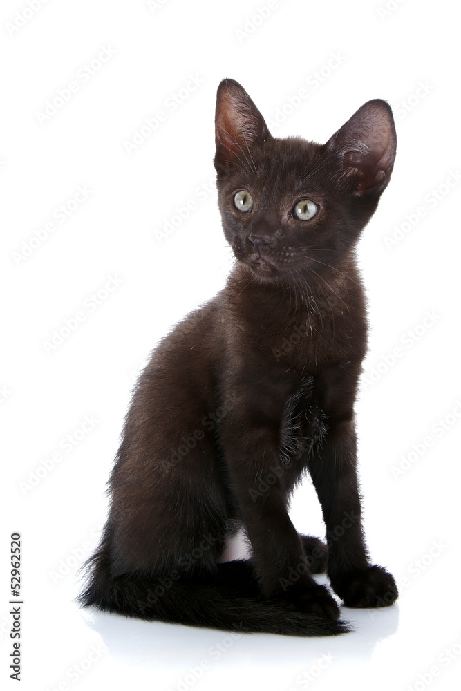 The black kitten sits on a white background.