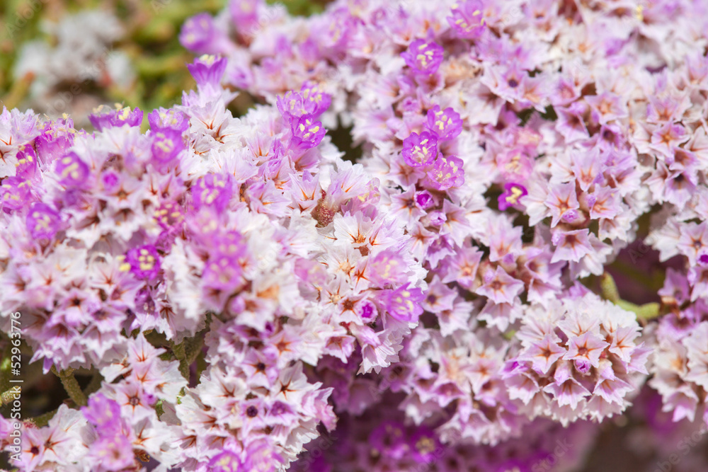 Limonium papillatum