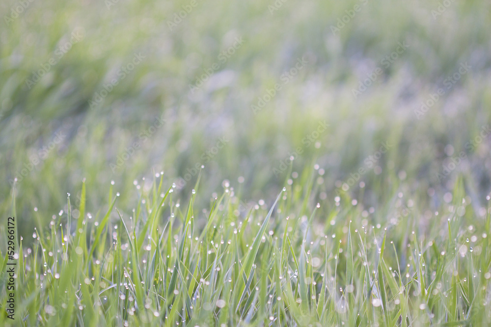 Grass and dew