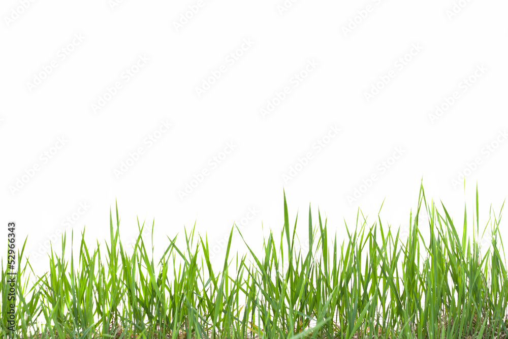 Fototapeta premium Grass on white background