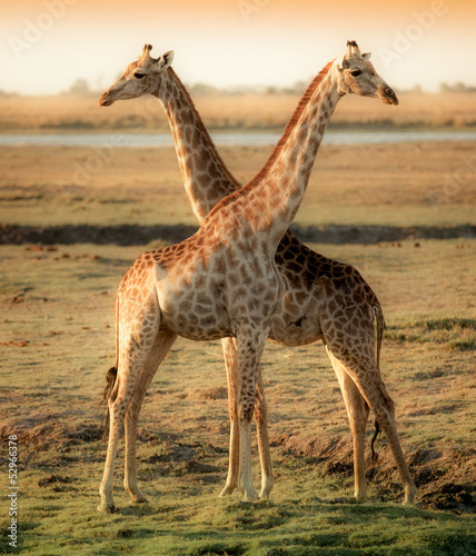 Photography Two beautiful giraffes in Africa