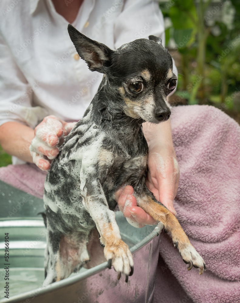Cute Obedient Little Chihuahua Gets Bath Shampoo Stock Photo Adobe Stock