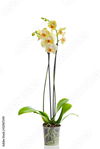 Orchid in the pot isolated in white