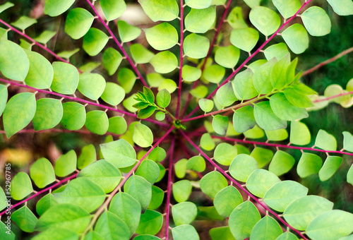 leaves.of star gooseberry tree