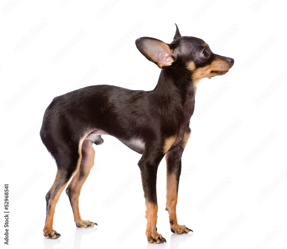 Toy Terrier puppy standing in profile. looking away. isolated 