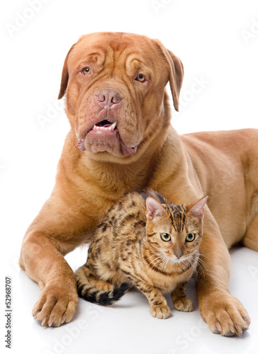 Dogue de Bordeaux  French mastiff  and leopard cat.isolated