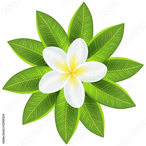 Beautiful white tropical flower