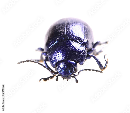 beautiful metallic blue beetle ,Beetle Agelastica alni.