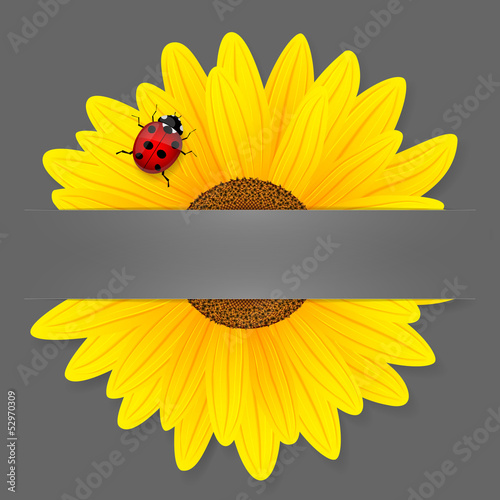 Fototapeta Naklejka Na Ścianę i Meble -  Sunflower and ladybird on grey background.