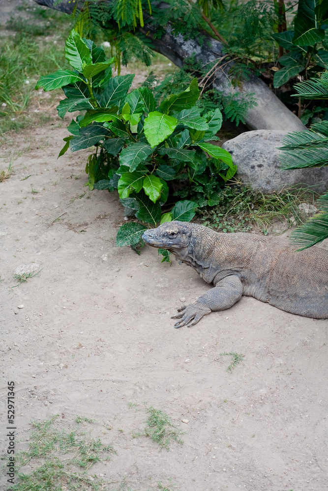 Komodo dragon Komodo dragon