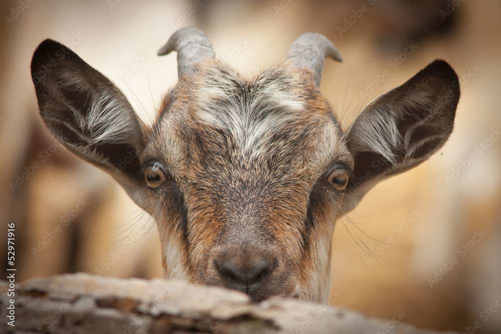 funny goat looking to  camera