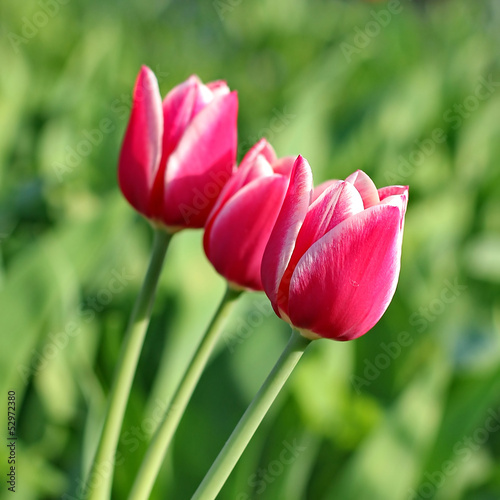 Pink Tulips.