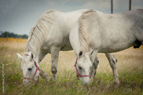 Two horses grazing in  field