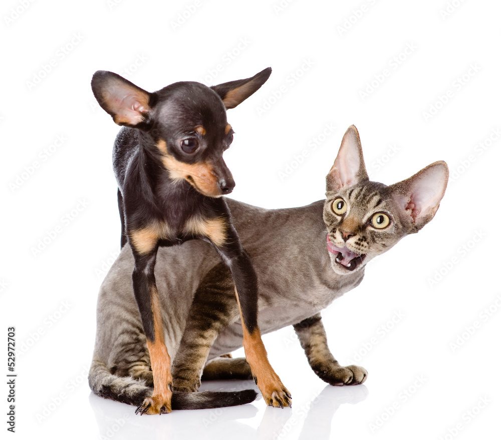 devon rex cat and toy-terrier puppy playing together. isolated