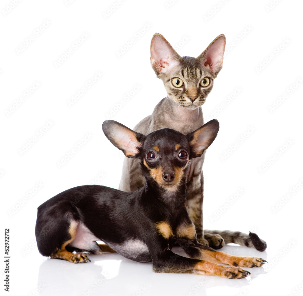 devon rex cat and toy-terrier puppy together. isolated devon rex cat and toy-terrier puppy together. isolated