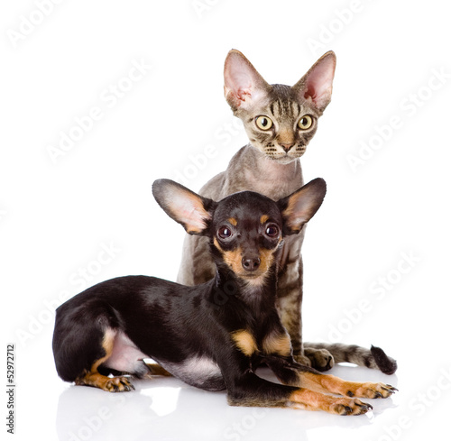 devon rex cat and toy-terrier puppy together. isolated © Ermolaev Alexandr