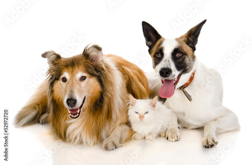 two adult dogs and tiny kitten. isolated on white background
