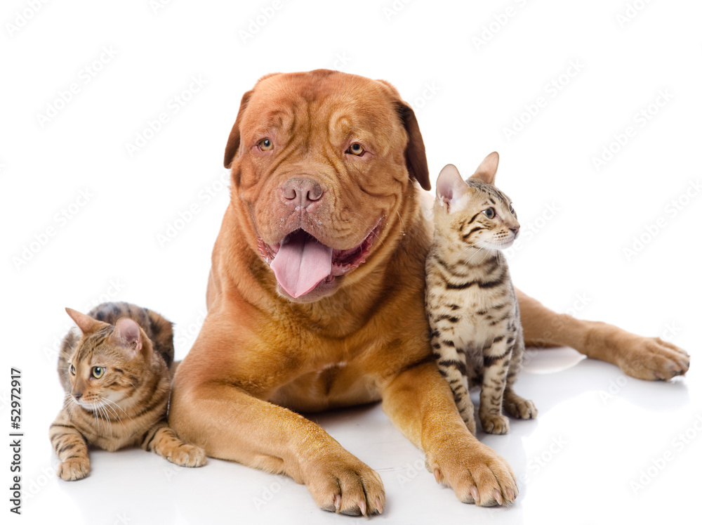 Dogue de Bordeaux (French mastiff) and two leopard cats 
