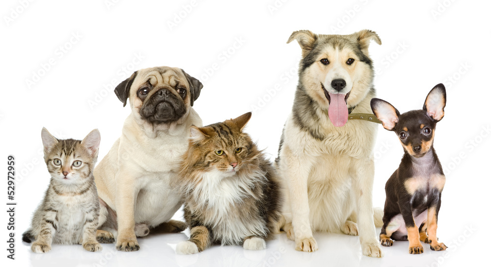 Obraz premium Group of cats and dogs in front. looking at camera. isolated 