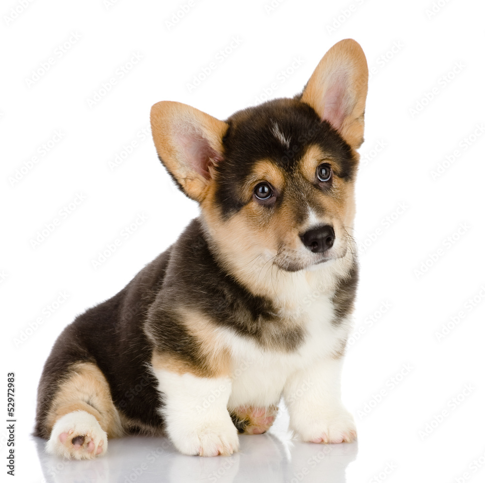 Pembroke Welsh Corgi puppy sitting. looking at camera. isolated