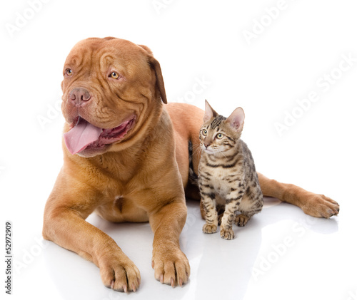 French mastiff and Bengal cat looking away. isolated on white  © Ermolaev Alexandr