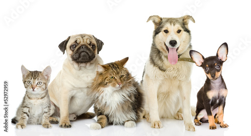 Group of cats and dogs in front. looking at camera. isolated 