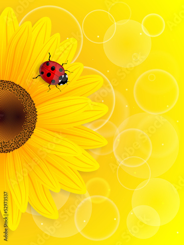 Sunflower and ladybird on yellow background.