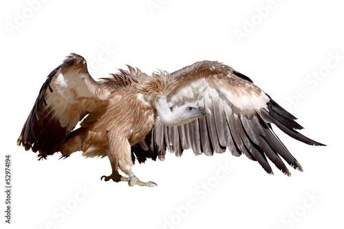 vulture griffon photo