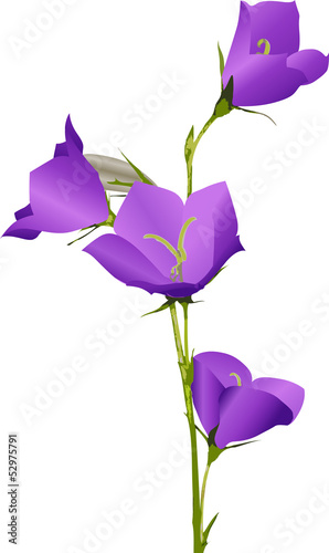 lilac campanula flower isolated on white