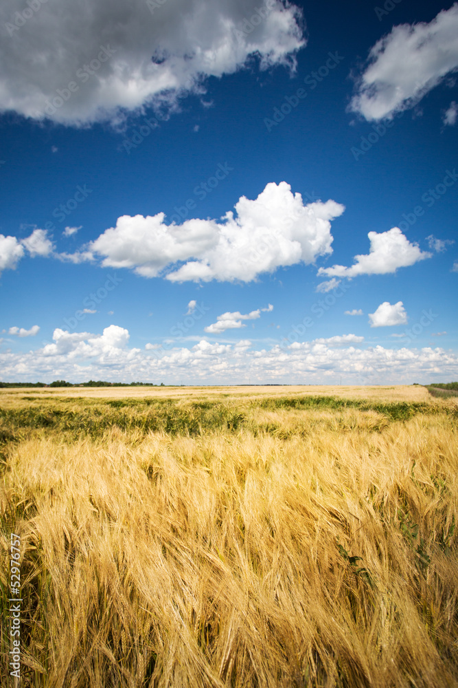 wheat field