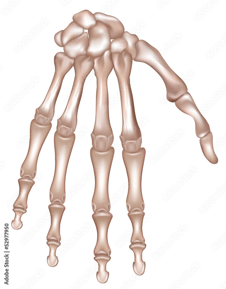 Hand Bones Detailed Medical Illustration Stock Vector Adobe Stock 1000 F 52977950 R10CihIEw7wsF2ELaFRpUXVpxLgZuKjb